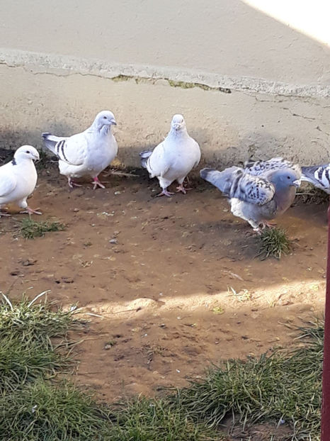 Picture 018 - DE VANZARE VOIAJORI ROMANESC DE FRUMUSETE SI SHOW RACER AMERICAN