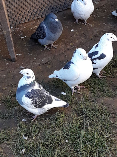 Picture 028 - DE VANZARE VOIAJORI ROMANESC DE FRUMUSETE SI SHOW RACER AMERICAN