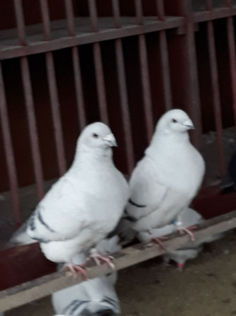 Picture 032 - DE VANZARE VOIAJORI ROMANESC DE FRUMUSETE SI SHOW RACER AMERICAN