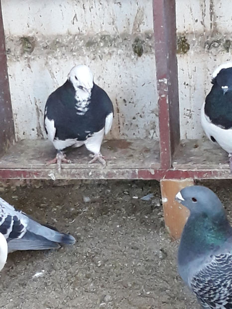 Picture 044 - DE VANZARE VOIAJORI ROMANESC DE FRUMUSETE SI SHOW RACER AMERICAN