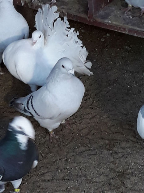 Picture 046 - DE VANZARE VOIAJORI ROMANESC DE FRUMUSETE SI SHOW RACER AMERICAN