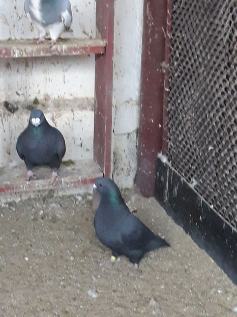 Picture 051 - DE VANZARE VOIAJORI ROMANESC DE FRUMUSETE SI SHOW RACER AMERICAN