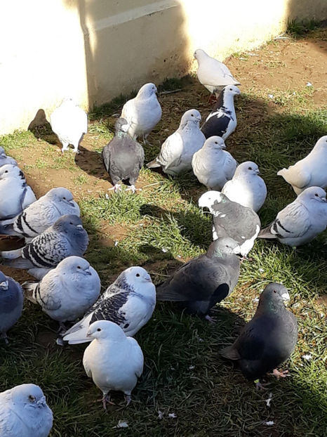 Picture 064 - DE VANZARE VOIAJORI ROMANESC DE FRUMUSETE SI SHOW RACER AMERICAN