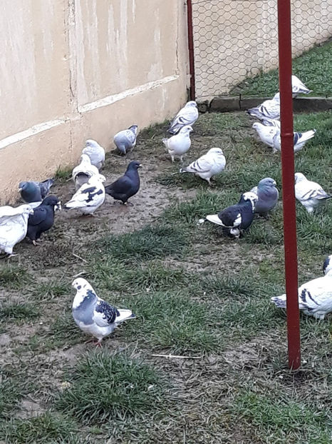 Picture 065 - DE VANZARE VOIAJORI ROMANESC DE FRUMUSETE SI SHOW RACER AMERICAN