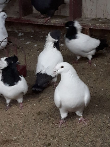 Picture 068 - DE VANZARE VOIAJORI ROMANESC DE FRUMUSETE SI SHOW RACER AMERICAN