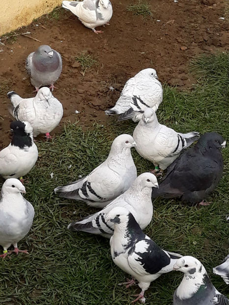 Picture 071 - DE VANZARE VOIAJORI ROMANESC DE FRUMUSETE SI SHOW RACER AMERICAN