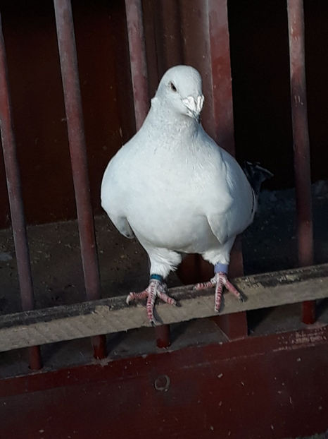 Picture 075 - DE VANZARE VOIAJORI ROMANESC DE FRUMUSETE SI SHOW RACER AMERICAN