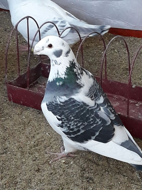 Picture 076 - DE VANZARE VOIAJORI ROMANESC DE FRUMUSETE SI SHOW RACER AMERICAN