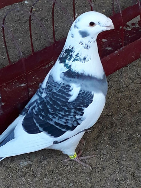 Picture 085 - DE VANZARE VOIAJORI ROMANESC DE FRUMUSETE SI SHOW RACER AMERICAN