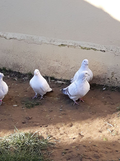 Picture 088 - DE VANZARE VOIAJORI ROMANESC DE FRUMUSETE SI SHOW RACER AMERICAN