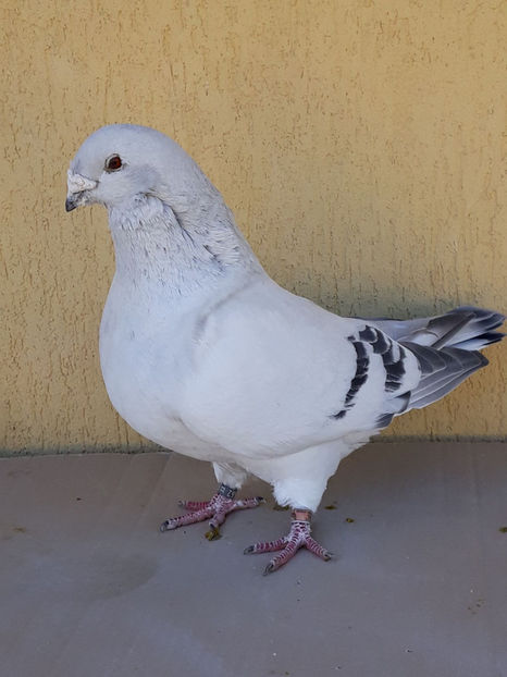 Picture 090 - DE VANZARE VOIAJORI ROMANESC DE FRUMUSETE SI SHOW RACER AMERICAN