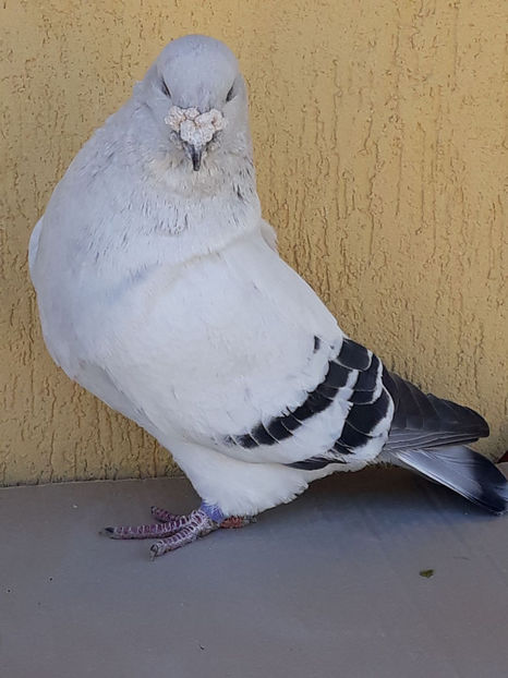 Picture 091 - DE VANZARE VOIAJORI ROMANESC DE FRUMUSETE SI SHOW RACER AMERICAN