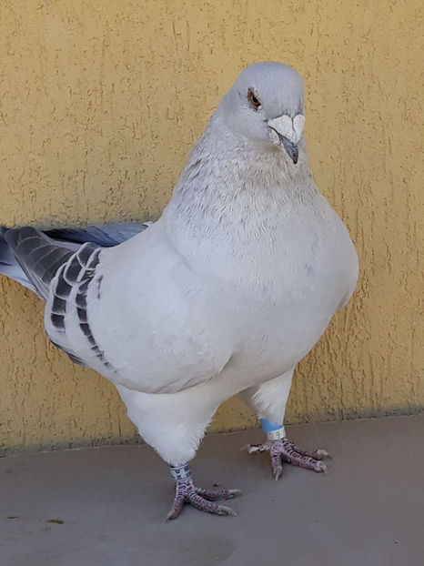 Picture 092 - DE VANZARE VOIAJORI ROMANESC DE FRUMUSETE SI SHOW RACER AMERICAN