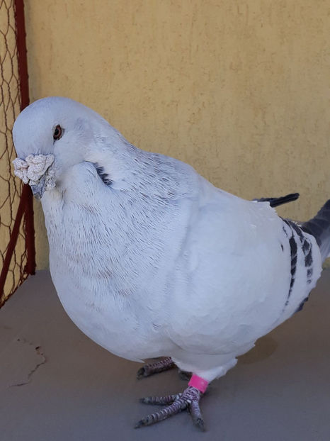 Picture 094 - DE VANZARE VOIAJORI ROMANESC DE FRUMUSETE SI SHOW RACER AMERICAN