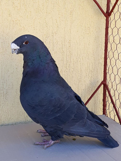 Picture 095 - DE VANZARE VOIAJORI ROMANESC DE FRUMUSETE SI SHOW RACER AMERICAN