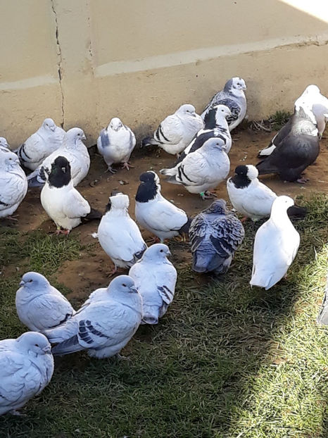 Picture 097 - DE VANZARE VOIAJORI ROMANESC DE FRUMUSETE SI SHOW RACER AMERICAN