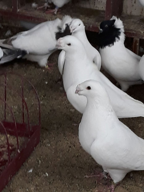 Picture 102 - DE VANZARE VOIAJORI ROMANESC DE FRUMUSETE SI SHOW RACER AMERICAN