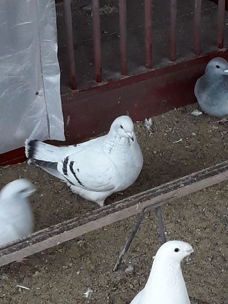 Picture 105 - DE VANZARE VOIAJORI ROMANESC DE FRUMUSETE SI SHOW RACER AMERICAN