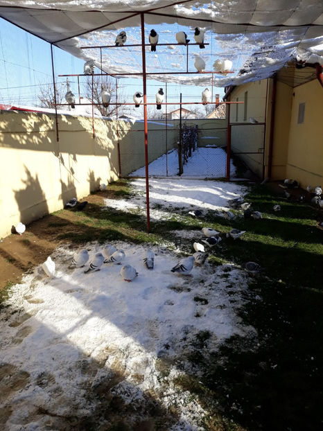 Picture 106 - DE VANZARE VOIAJORI ROMANESC DE FRUMUSETE SI SHOW RACER AMERICAN