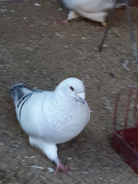 Picture 108 - DE VANZARE VOIAJORI ROMANESC DE FRUMUSETE SI SHOW RACER AMERICAN