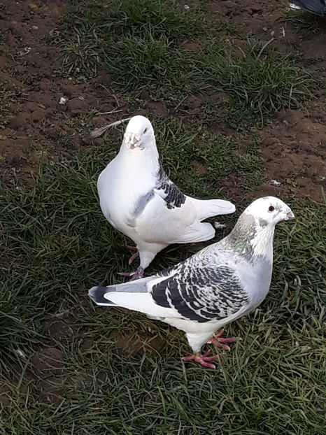 Picture 109 - DE VANZARE VOIAJORI ROMANESC DE FRUMUSETE SI SHOW RACER AMERICAN