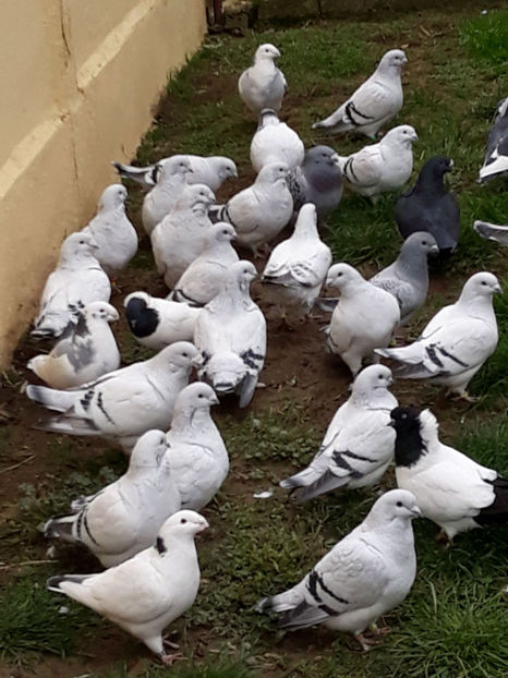 Picture 111 - DE VANZARE VOIAJORI ROMANESC DE FRUMUSETE SI SHOW RACER AMERICAN