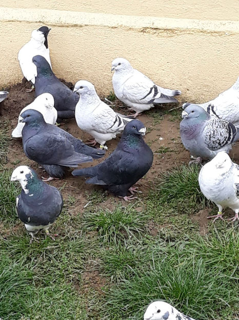 Picture 112 - DE VANZARE VOIAJORI ROMANESC DE FRUMUSETE SI SHOW RACER AMERICAN