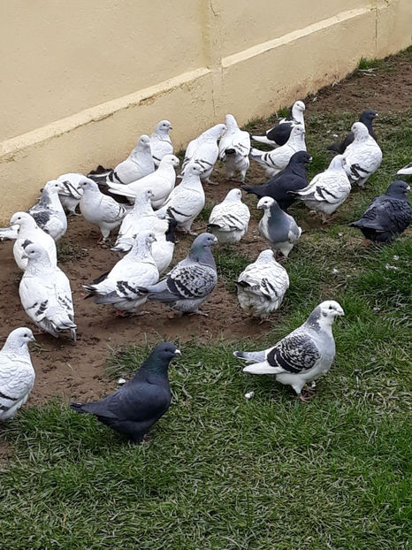 Picture 113 - DE VANZARE VOIAJORI ROMANESC DE FRUMUSETE SI SHOW RACER AMERICAN