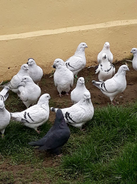 Picture 114 - DE VANZARE VOIAJORI ROMANESC DE FRUMUSETE SI SHOW RACER AMERICAN