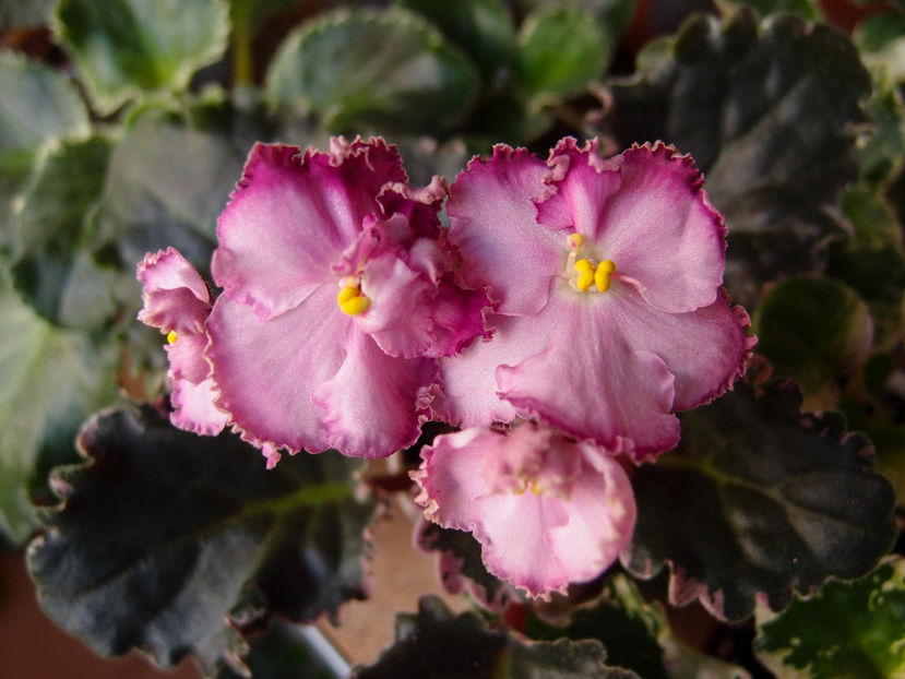 Apache Freedom - a a Ghiceste varietatea