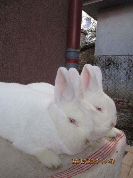 fem&masc. 2017 ! - Neozeelandez TINERET 2017