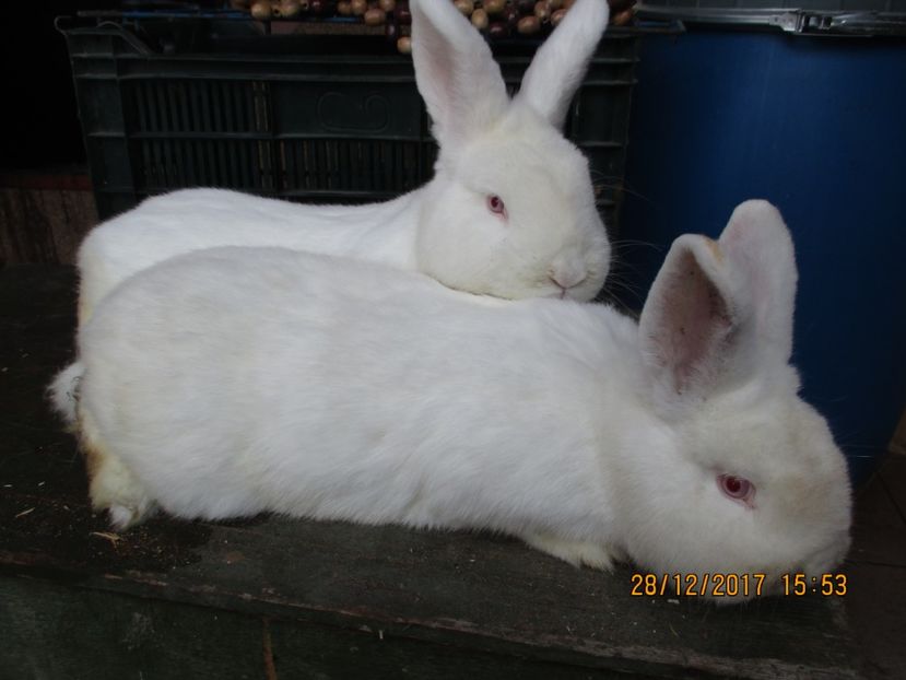 o alta pereche din 2017 ! - Neozeelandez TINERET 2017