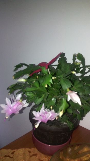  - Schlumbergera 2014-2020