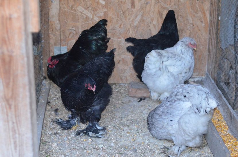  - Brahma negru albastru 2019