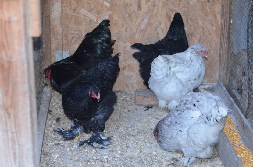  - Brahma negru albastru 2019