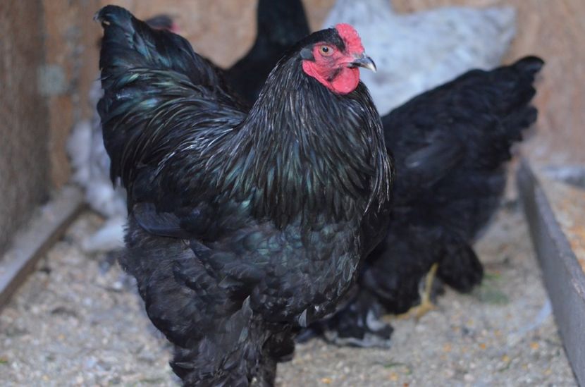  - Brahma negru albastru 2019