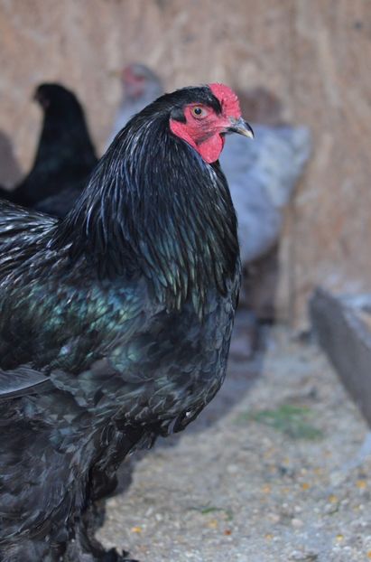  - Brahma negru albastru 2019