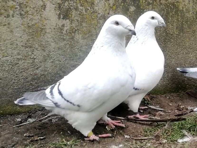 JRS30 - b- SAMICZKI-Females