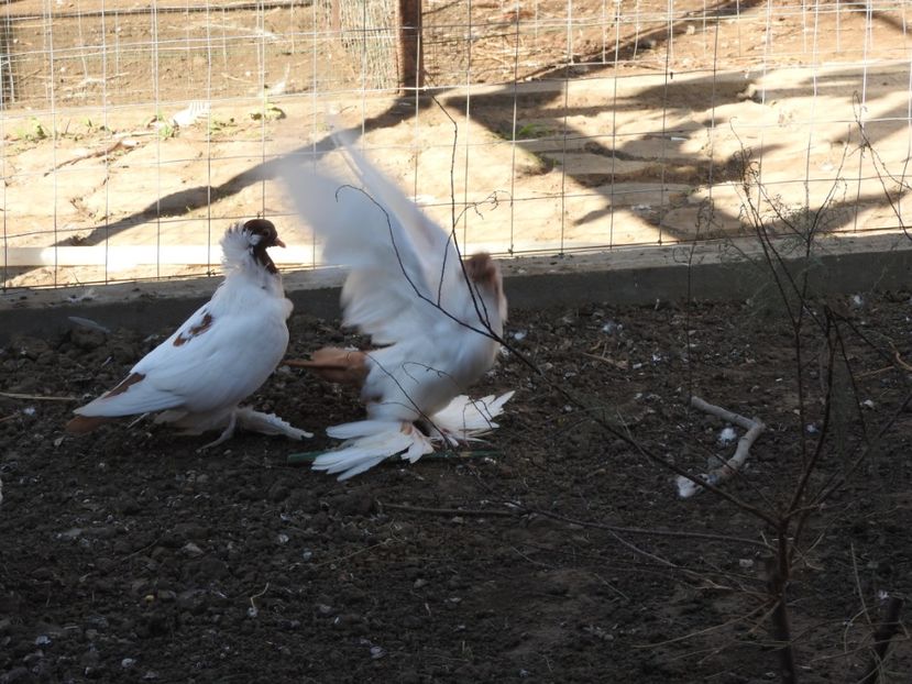  - 08 --- cap- de- maur