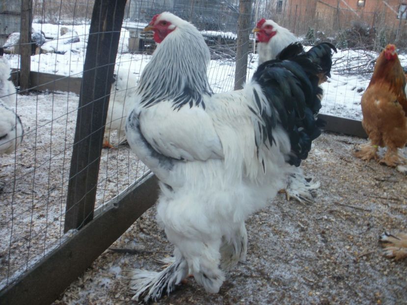 PC210125 - Cocosi 2017