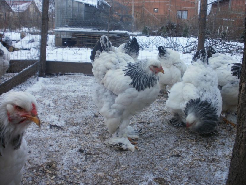 PC210128 - Puicute brahma 2017