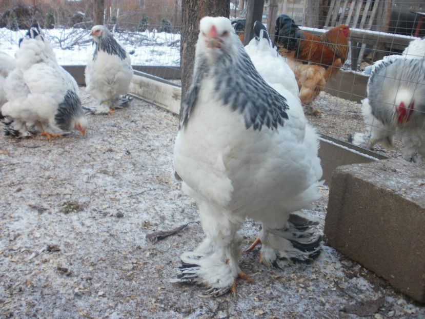 PC210144 - Puicute brahma 2017