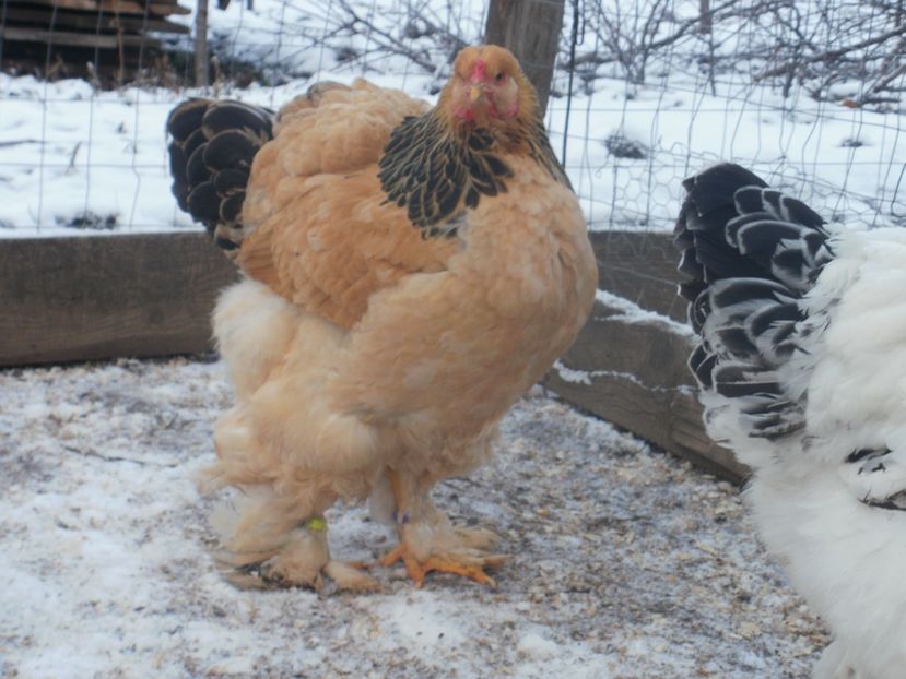 PC210157 - Puicute brahma 2017