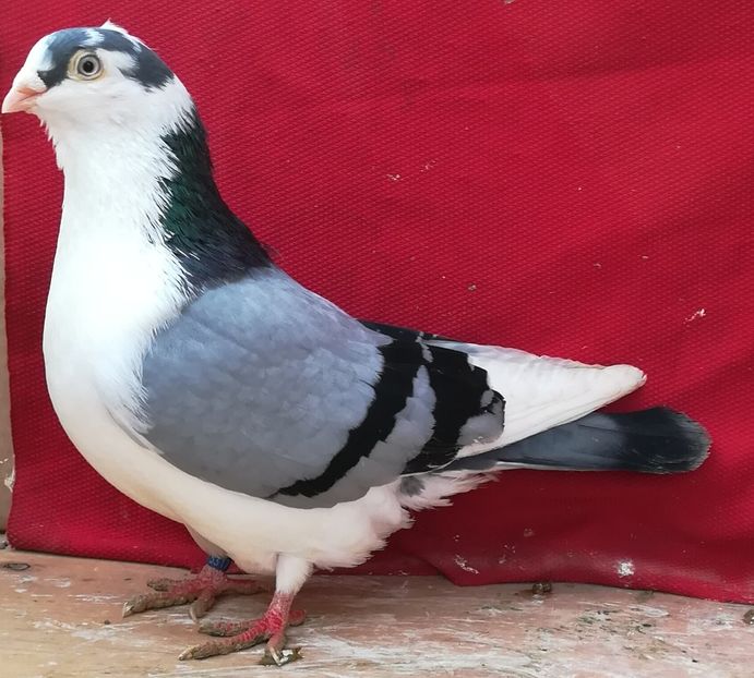 M 2012 bis - B-pe vânăt