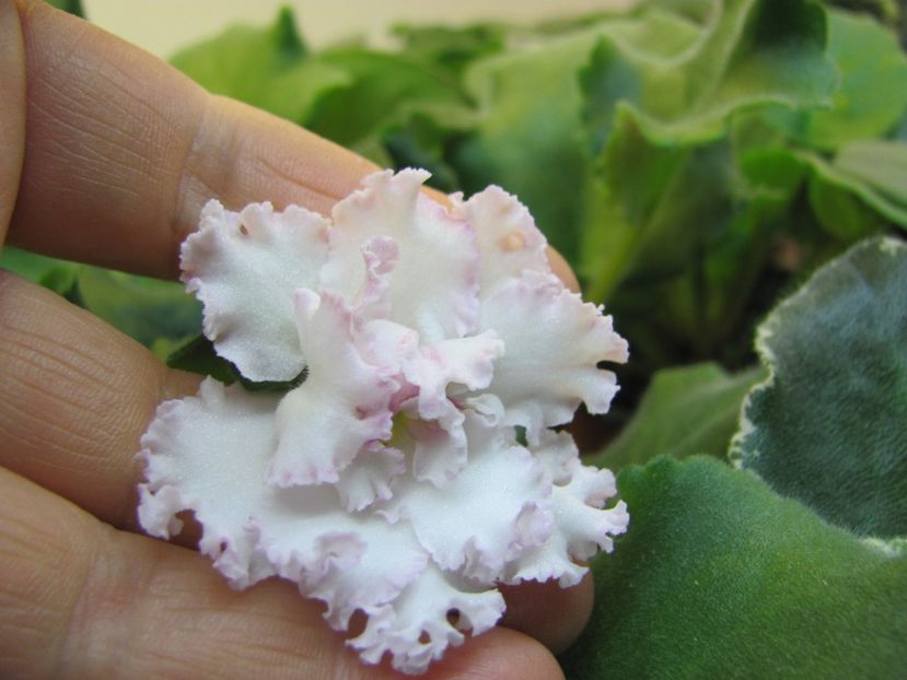  - ZZZLE Vzbitye Slivki