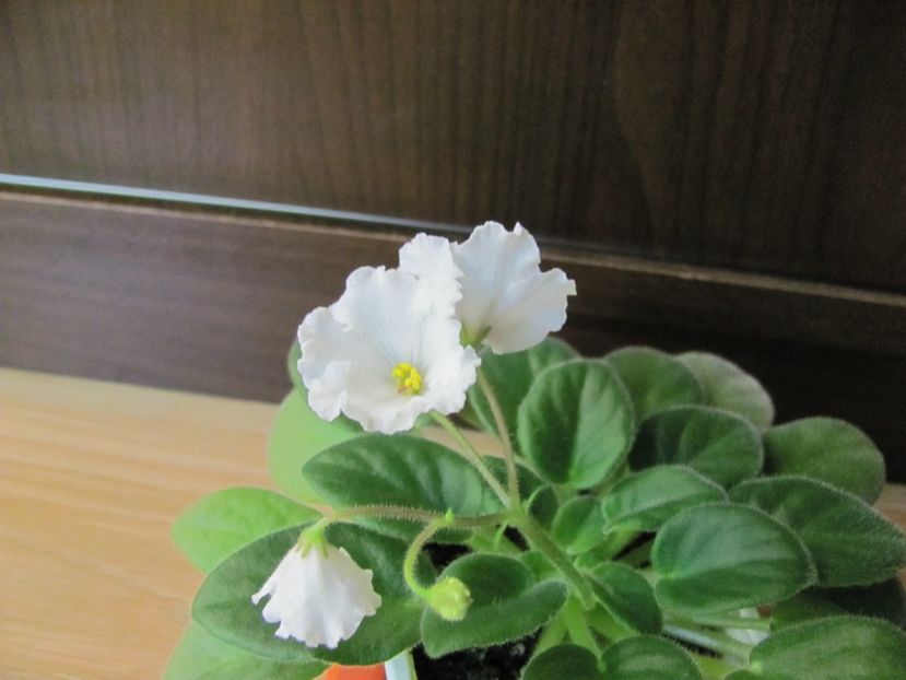  - ZZZAlan-s White Feather