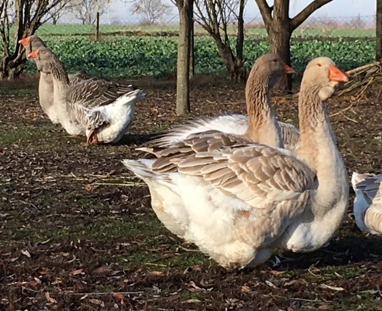 AF5E9C33-F9F8-42E1-9E47-C6B076A85272 - Toulouse ganse 2015-16