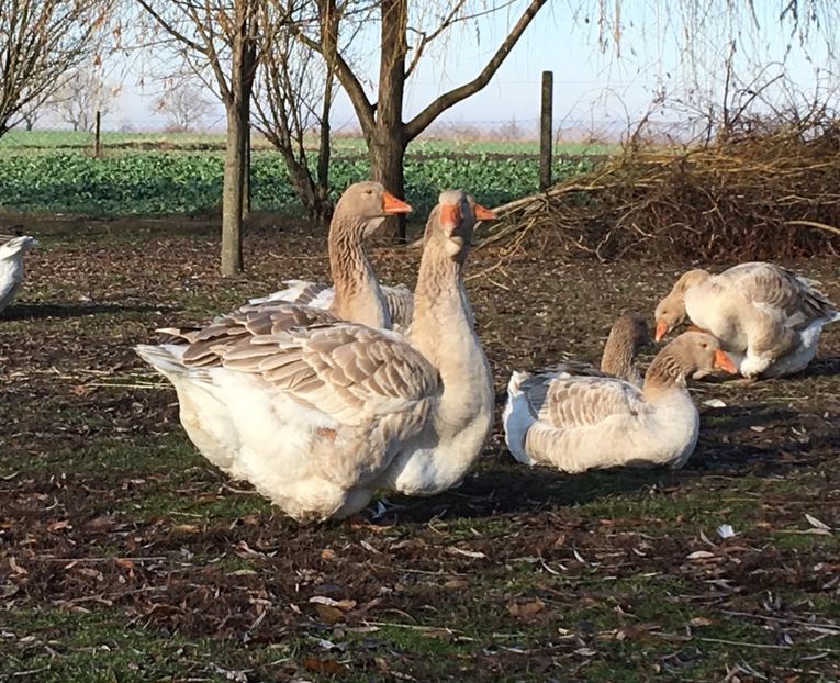 3C5233F4-CACF-484A-BEDD-DA089CAB4E81 - Toulouse ganse 2015-16