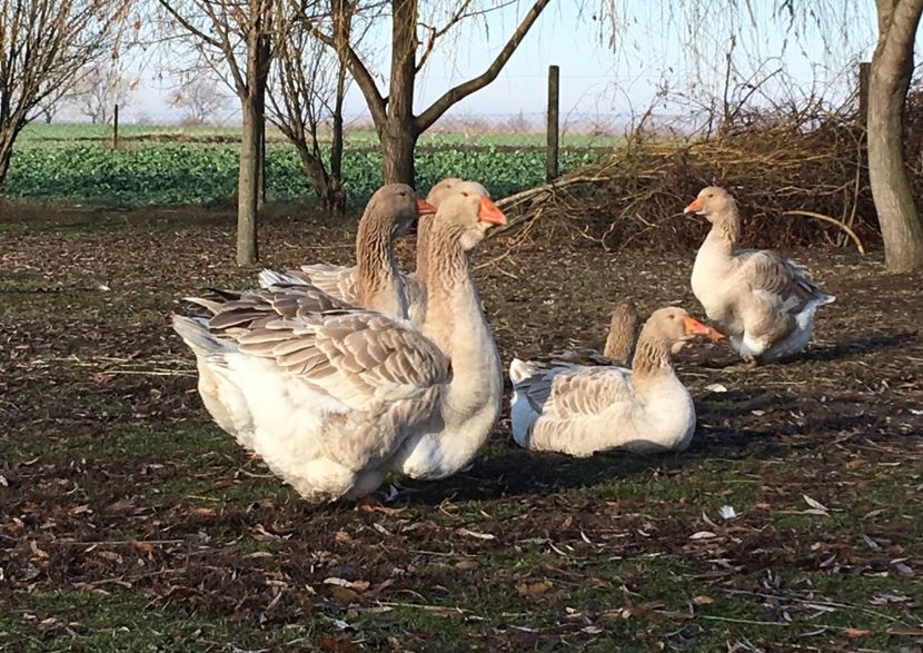 8CB31B16-DAA4-46DF-9499-F12AC6E8BA55 - Toulouse ganse 2015-16