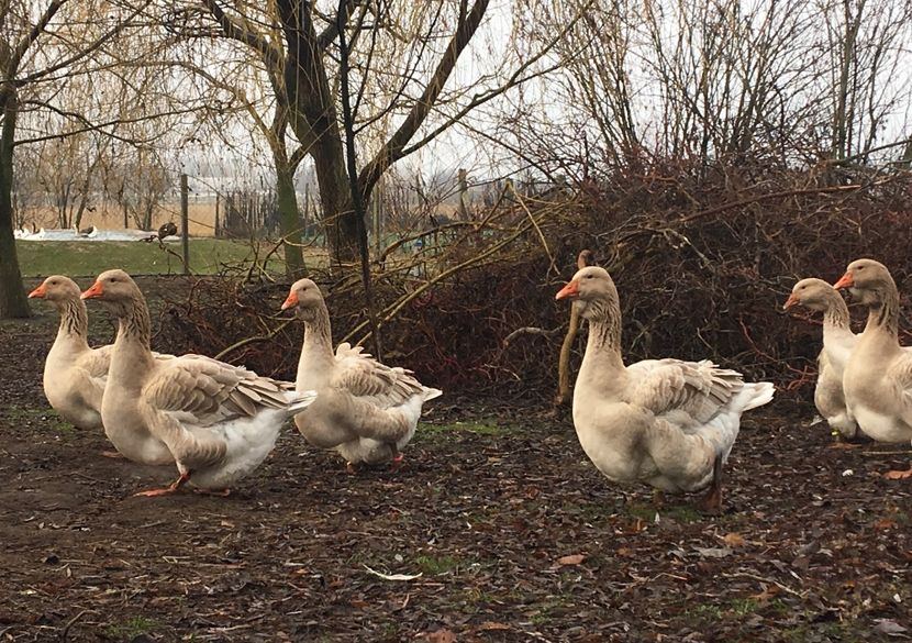 9E37E94B-FC63-4583-8F41-E82EE9D15BFA - Toulouse ganse 2015-16